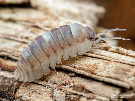 Armadillidium espanyoli “Marbelized” - Isopod Site