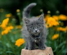 Image result for Cute Wild Animals