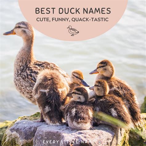 200+ Best Duck Names (Cute, Funny, and Quack-tastic) - Every Little Name