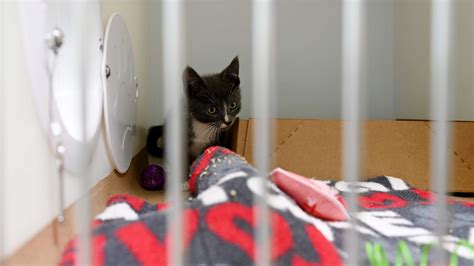 Bishop Animal Shelter adds 120 more dog kennels in expansion ...