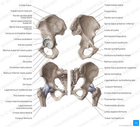 Os ilium (Darmbein) - Anatomie, Gelenke, Klinik | Kenhub