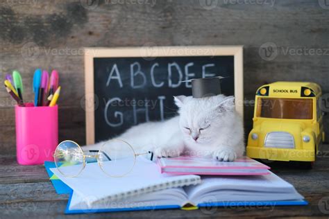 un pequeño blanco gatito duerme en abierto libros en contra el ...