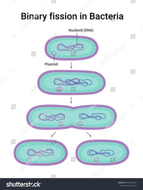 Image result for Binary Fission Reproduction