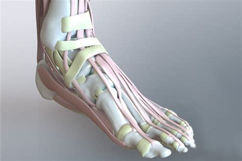 Zygote::Solid 3D Human Foot & Ankle Model | Medically Accurate | Anatomy