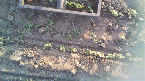 Image result for Arduino Weed Identifier Python