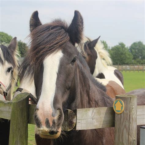 BRANSBY HORSES (2026) All You Need to Know BEFORE You Go (with Photos ...