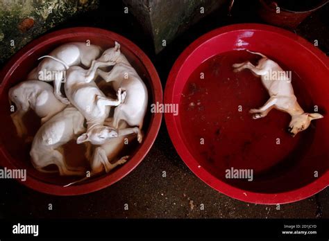 Image result for Dogs Getting Slaughtered