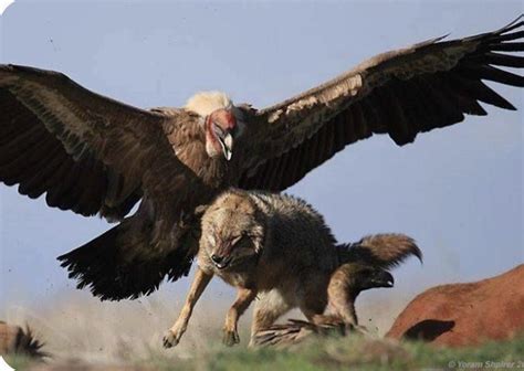The Andean Condor, the world’s largest bird of prey. Wolf for scale ...