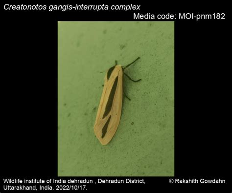 Creatonotos gangis-interrupta complex (Linnaeus, 1763) - | Moths