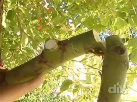 Image result for Homemade Tree Pruner