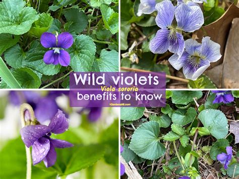 Wild Violets Benefits for Ground Cover, Food and More!