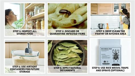 Rice Weevil 的图像结果