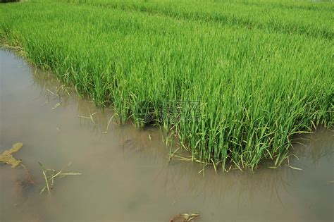 稻草种子灌溉小屋丘陵热带农场绿色土地生长植物稻田高清图片下载-正版图片320423032-摄图网