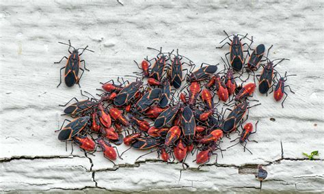 Box Elder Bugs Control Services | MasterGuard Pest Control