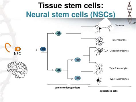 Image result for Selective Gene Expression