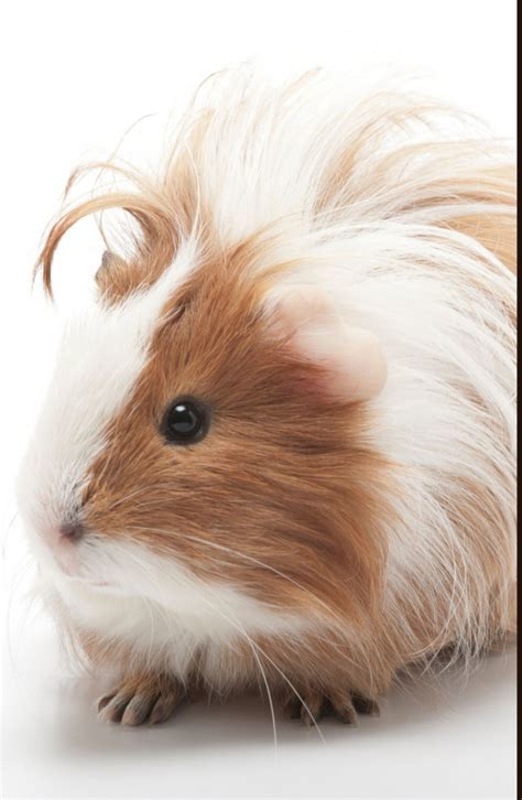 Home [www.guineapigs.in]