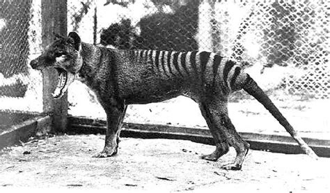 Tasmanian Tiger Sightings Recent