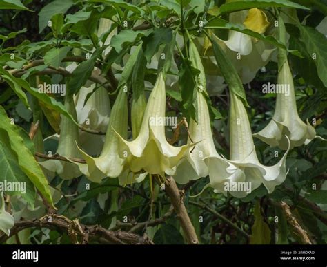 The very poisonous Angel's Trumpet, Genus Brugmansia, on Cerro Santa ...