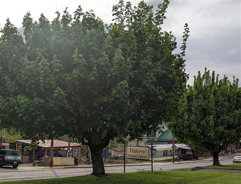 MABERRY FUNERAL HOME - Updated January 2026 - 52 Photos - 367 S Locust ...