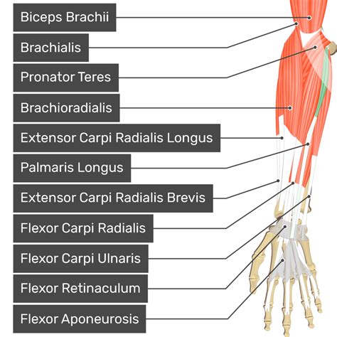 Forearm Tendons Anatomy