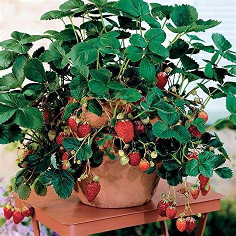 National Gardens Potted Strawberry Seeds (Pack of 20) : Amazon.in ...