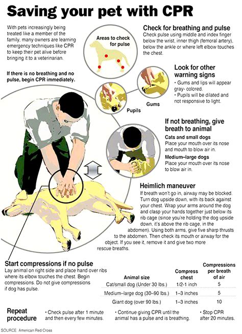 A guide on how to perform Pet CPR | Discover The Phoenix Region Magazine