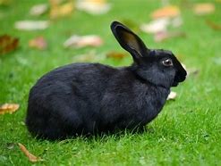 Image result for Rabbit Plush Satin
