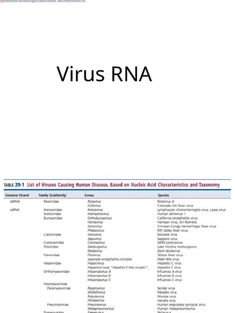 Image result for RNA Virus Classification