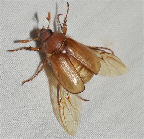 European Chafer: Identification, Life Cycle, Damage, Treatment, FAQs