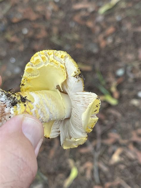 Amanita Muscaria var Guessowii? : r/mushroomID