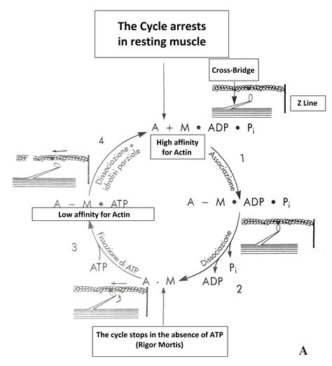 Muscle Biomechanics: How Does The Muscle Work?