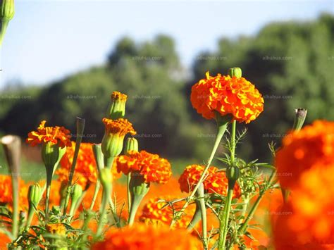 万寿菊图片_万寿菊的花朵图片大全 - 花卉网