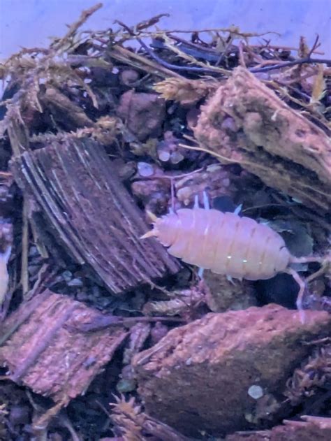 Isopods - Powder Orange Isopod (Pack of 5) – Splashy Fin Aquarium Bengaluru
