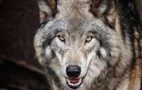 Wallpaper nature, predator, animal, wolf, wildlife, portrait, portrait ...