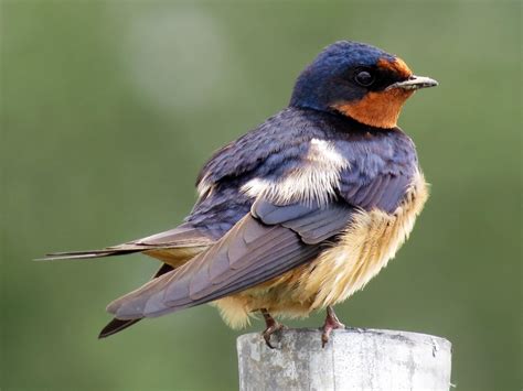 Barn Swallow | Celebrate Urban Birds