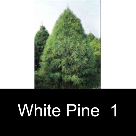 Image result for CT Pine Tree
