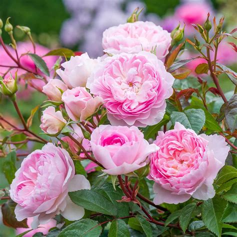 Our Most Beautifully Fragrant Roses - David Austin Roses