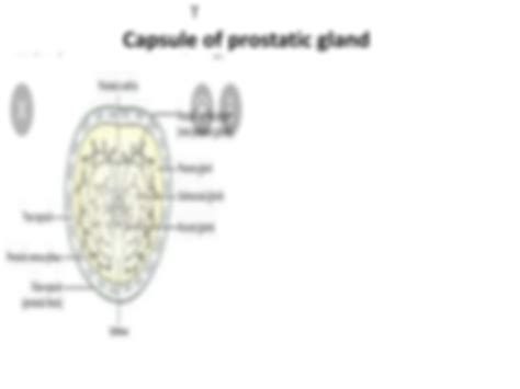 SOLUTION: Anatomy of Prostate Gland For MBBS, DPT, Nursing, Allied Health Students - Studypool