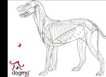 The Canine Acupressure Workbook A Learning Tool for Enthusiasts and ...