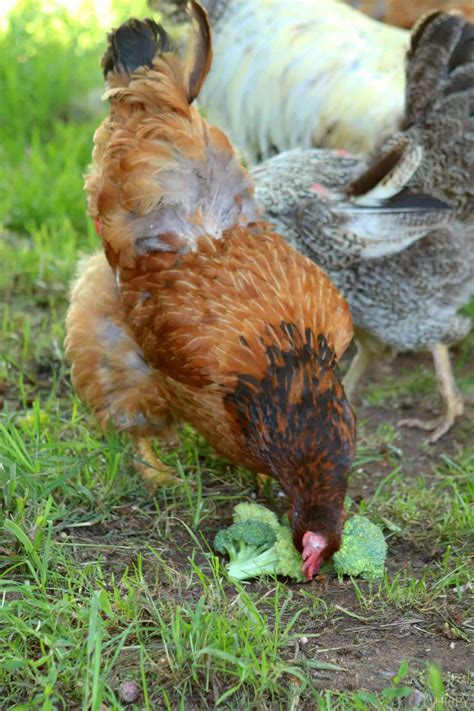 Can Chickens Eat Broccoli? Is it Safe?