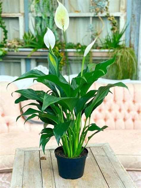 Lily live plants (Pack of 1 With Pot) Air Purifying White Peace Lily ...
