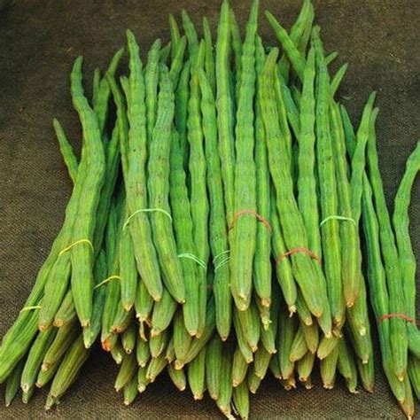 Drumsticks Benefits: మునగకాయల 10 హెల్త్ బెనిఫిట్స్.. రోజూ తింటే శరీరంలో ...