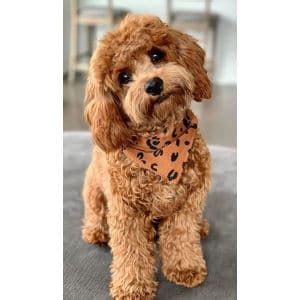 Image result for Clipping a Cockapoo