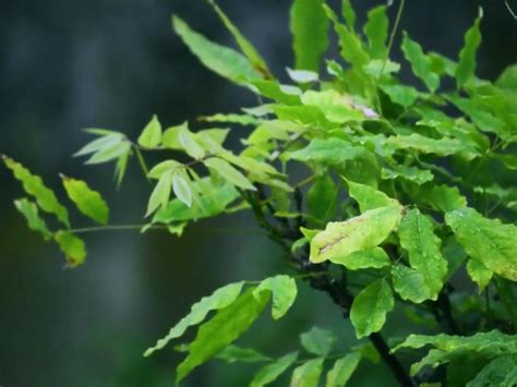 Sustainable Furniture AKA Sustainable Future - Durian Blog