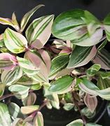 Image result for Tradescantia Pink Princess