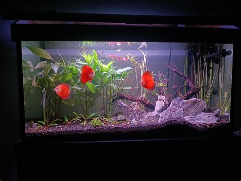 Image result for Setting Up a Discus Tank