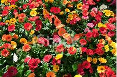fiori da scaricare sfondi di fiori colorati sfondi fiori da scaricare sfondi di fiori colorati sfondi