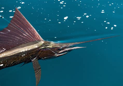 Swordfish Vs Marlin Vs Sailfish