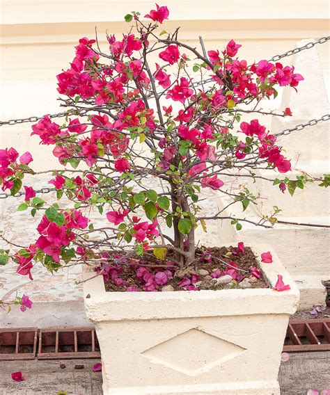 Heat Tolerant Plants For Containers