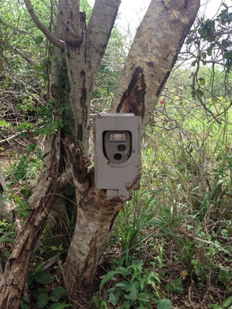 Camera Traps 的图像结果
